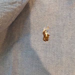 Polo by Ralph Lauren Shirts - GREAT CONDITION light blue polo buttondown Polo by Ralph Lauren Shirts - GREAT CONDITION light blue polo buttondown